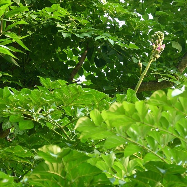 شیپوری درختی هندی